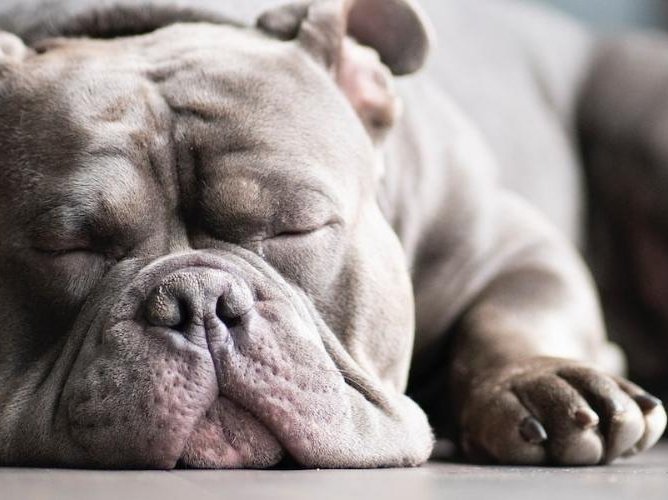 Dog sleeping on laminate floor